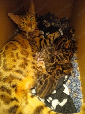 Bengal-Kitten, *6.8.24 und 7.8.24,  4 Mädchen ab Nov abzugeben