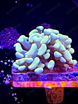 Euphyllia Golden Nugget 