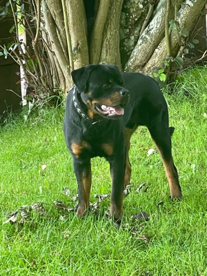 Rottweiler Rüde sucht neues Zuhause