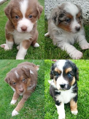 Australian Shepherd Welpen