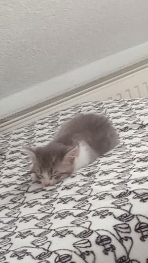 Baby katzen dringend abzugeben  durch allergien vom sohn 