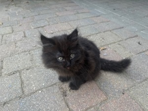 Sibirische Waldkatze Perser Mix Kitten ab erste Septemberwoche zu verkaufen