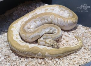 0.1 Spotnose Lesser Clown 50% HET Genetic stripe (ready to breed)