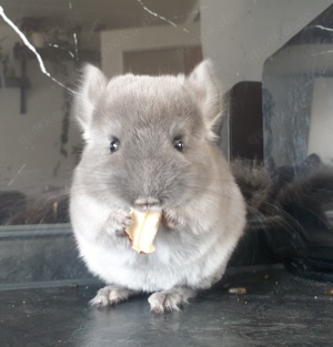 Chinchilla Baby Böckchen (Rpat) sucht ein Zuhause