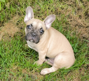 hübsche Französische Bulldoggen Welpen abholbereit 