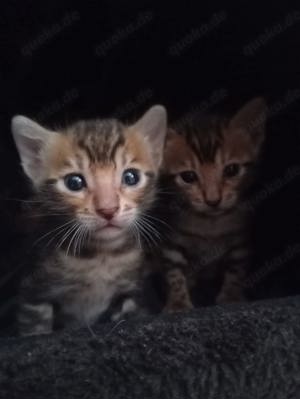 Bengal Kitten 