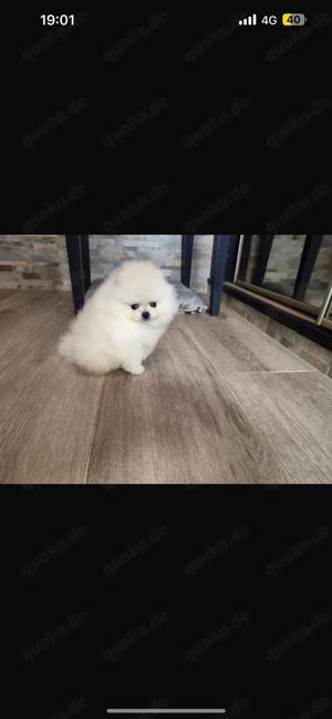 Zwergspitz Pomeranian Boo Welpen 