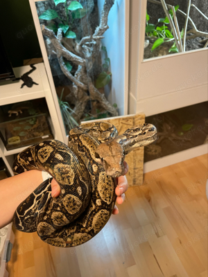 Suche 0.1 Boa constrictor imperator honduras