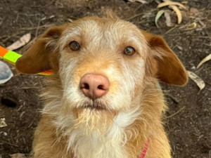 Lenny sucht Familie mit Herz