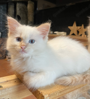 Ragdoll Kitten Kater darf ausziehen