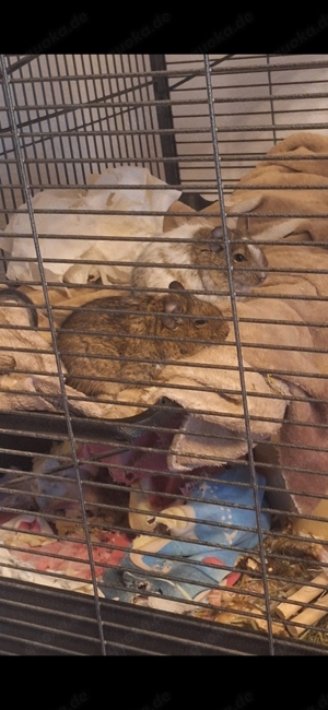 2 Degu Jungs, mit Käfig