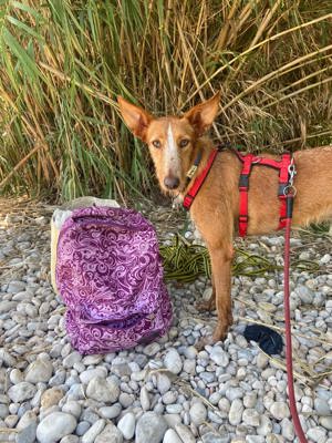 Lieber Podenco sucht Familienanschluss