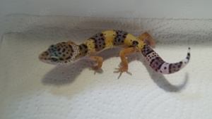  Leopardgecko 0.0.2 aus 24