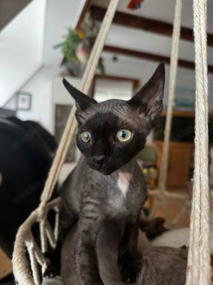 Devon rex kitten