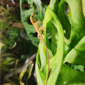 Anolis allisoni Jungtiere