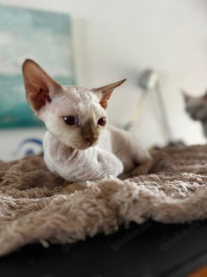 Devon Rex kitten