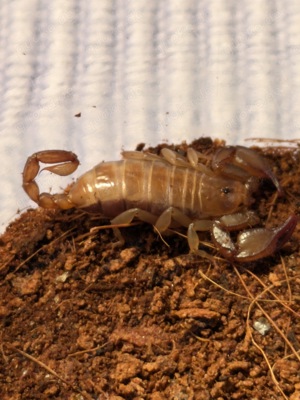 Euscorpius tergestinus adult 