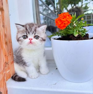 Exotic Shorthair Kitten (männlich): Fibie sucht eine neue Familie - mit Stammbaum