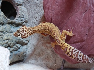 Leopardgecko Tangerine Tremper 