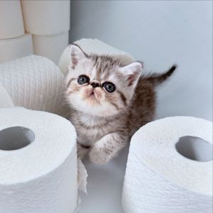 Goldiges Kitten: Exotic Shorthair Grace sucht ihr Für-immer-Zuhause