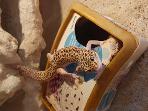 Leopardgecko Männchen 