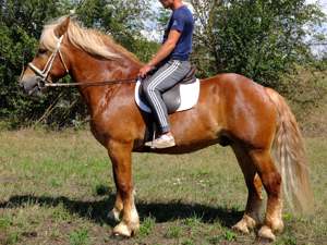 Freizeitpferde zum reiten fahren zu verkaufen!