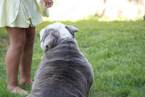 englische Bulldogge 