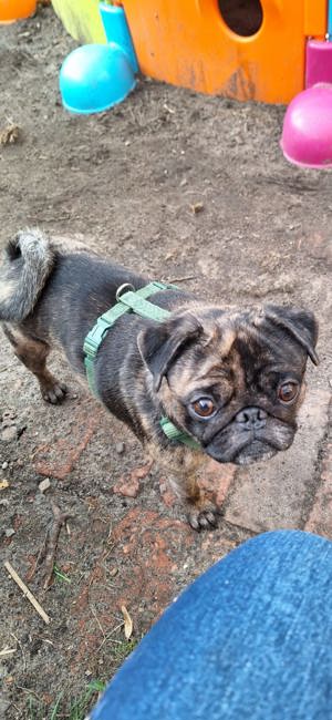 Mops Rüde sucht Einzelplatz