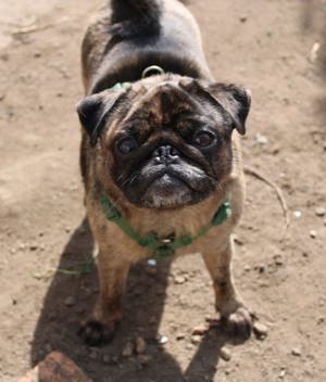 Mops Rüde sucht neues Körbchen 