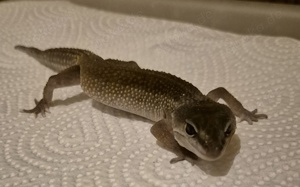 Midnight Blizzard het Eclipse het Tremper 0.1 Leopardgeckos