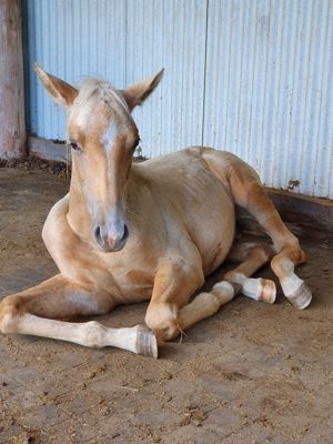 Mustang Quater Hengst Palomino Fohlen