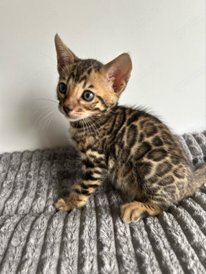 Bengal Kitten Snow   Brown