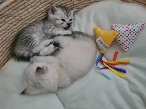 BKH Kitten zu verkaufen