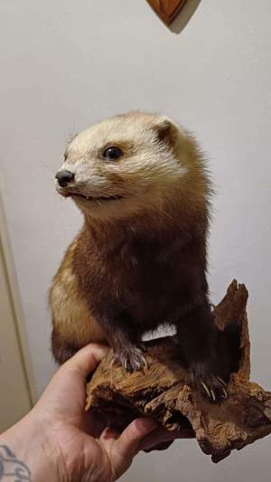 Tierpräparat Iltis Frettchen Präparate Bild 2