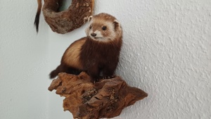 Tierpräparat Iltis Frettchen Präparate Bild 4