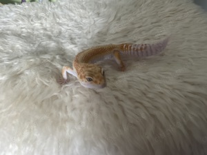 Leopardgecko Tangerine Tremper Albino 1.0