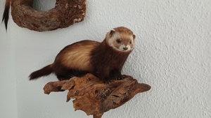 Tierpräparat Iltis Frettchen Präparate Bild 3