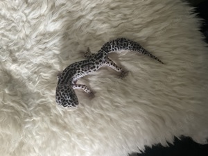 Leopardgecko Mack Snow het. Eclipse 1.0