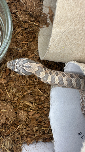 Lavender und het Lavender Hakennasennattern ( Heterodon Nasicus )