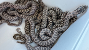 Lavender und het Lavender Hakennasennattern ( Heterodon Nasicus ) Bild 6