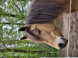 Reitbeteiligung Pferd sucht Mensch