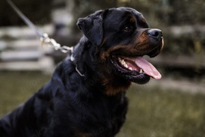 Rottweiler Rüde zu verkaufen