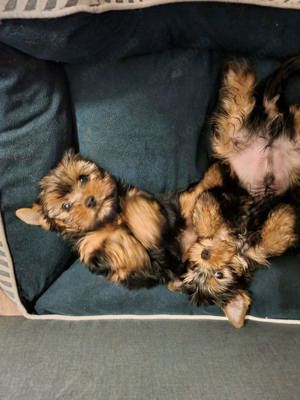 Yorkshire Terrier Welpe 