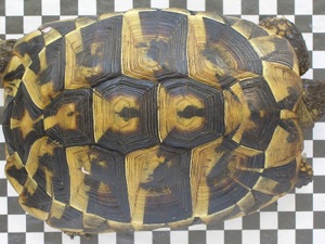 Reserviert - Griechische Landschildkröte weiblich 12 Jahre alt