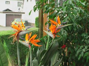 4 Strelizien in einem Topf, Papageienblume