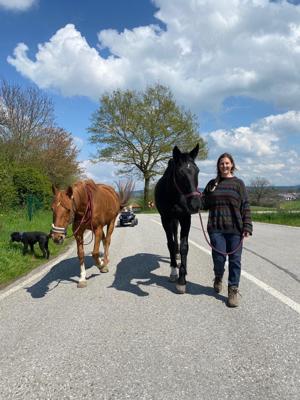 Schöne Stute Irish Sporthorse Freizeit genial im Gelände 