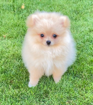 Traumhaftschöne Zwergspitz Pomeranian Weibchen