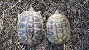 Griechische Landschildkröten Weibchen, Männchen Thb