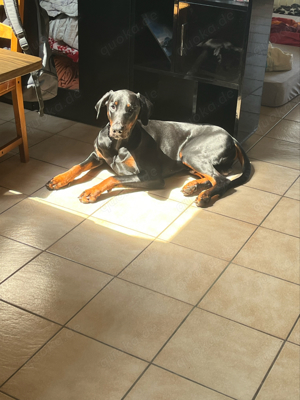 Dobermann (Deckrüde)!!!