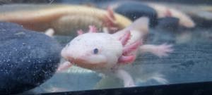 Axolotl Nachzucht 